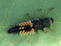 Asiatischer Marienkäfer, Harmonia axyridis