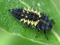 Asiatischer Marienkäfer, Harmonia axyridis