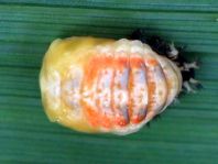 Asiatischer Marienkäfer, Harmonia axyridis