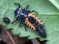 Asiatischer Marienkäfer, Harmonia axyridis