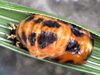 Asiatischer Marienkäfer, Harmonia axyridis