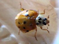 Asiatischer Marienkäfer, Harmonia axyridis
