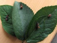 Asiatischer Marienkäfer, Harmonia axyridis