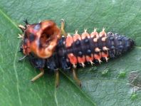 Asiatischer Marienkäfer, Harmonia axyridis