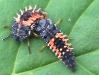 Asiatischer Marienkäfer, Harmonia axyridis