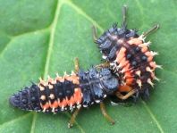 Asiatischer Marienkäfer, Harmonia axyridis