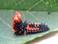 Asiatischer Marienkäfer, Harmonia axyridis