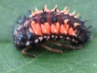 Asiatischer Marienkäfer, Harmonia axyridis