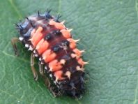 Asiatischer Marienkäfer, Harmonia axyridis