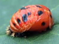Asiatischer Marienkäfer, Harmonia axyridis