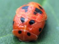 Asiatischer Marienkäfer, Harmonia axyridis