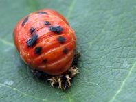 Asiatischer Marienkäfer, Harmonia axyridis
