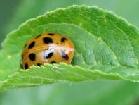 Asiatischer Marienkäfer, Harmonia axyridis