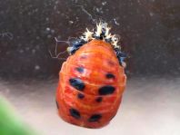 Asiatischer Marienkäfer, Harmonia axyridis