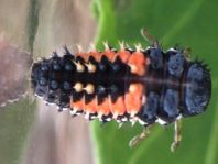 Asiatischer Marienkäfer, Harmonia axyridis
