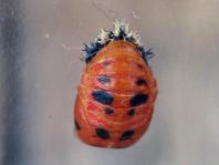 Asiatischer Marienkäfer, Harmonia axyridis