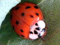 Asiatischer Marienkäfer, Harmonia axyridis