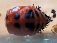 Asiatischer Marienkäfer, Harmonia axyridis