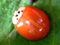 Asiatischer Marienkäfer, Harmonia axyridis