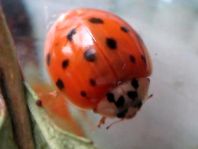 Asiatischer Marienkäfer, Harmonia axyridis