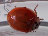 Asiatischer Marienkäfer, Harmonia axyridis