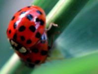 Asiatischer Marienkäfer, Harmonia axyridis