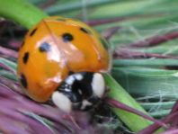 Asiatischer Marienkäfer, Harmonia axyridis