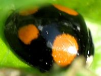 Asiatischer Marienkäfer, Harmonia axyridis