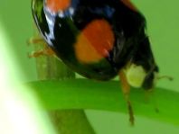 Asiatischer Marienkäfer, Harmonia axyridis