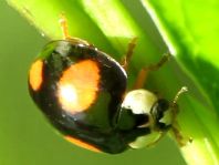 Asiatischer Marienkäfer, Harmonia axyridis