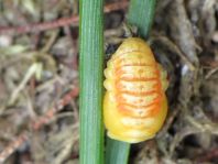 Asiatischer Marienkäfer, Harmonia axyridis