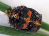 Asiatischer Marienkäfer, Harmonia axyridis