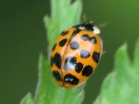Asiatischer Marienkäfer, Harmonia axyridis