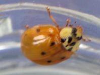 Asiatischer Marienkäfer, Harmonia axyridis