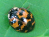 Asiatischer Marienkäfer, Harmonia axyridis