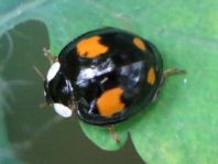 Asiatischer Marienkäfer, Harmonia axyridis