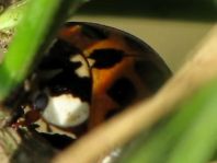 Asiatischer Marienkäfer, Harmonia axyridis