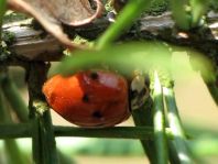 Asiatischer Marienkäfer, Harmonia axyridis