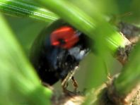 Asiatischer Marienkäfer, Harmonia axyridis