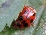 Asiatischer Marienkäfer, Harmonia axyridis