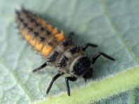 Asiatischer Marienkäfer, Harmonia axyridis