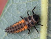 Asiatischer Marienkäfer, Harmonia axyridis