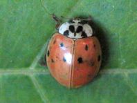 Asiatischer Marienkäfer, Harmonia axyridis