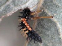 Asiatischer Marienkäfer, Harmonia axyridis