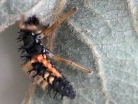 Asiatischer Marienkäfer, Harmonia axyridis
