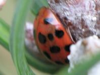 Asiatischer Marienkäfer, Harmonia axyridis