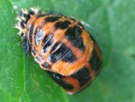 Asiatischer Marienkäfer, Harmonia axyridis