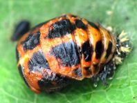 Asiatischer Marienkäfer, Harmonia axyridis