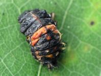 Asiatischer Marienkäfer, Harmonia axyridis, Puppe