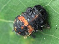 Asiatischer Marienkäfer, Harmonia axyridis, Puppe